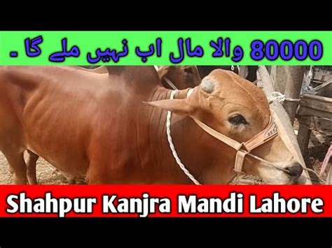 Wednesday Latest Update Shahpur Kanjra Mandi Lahore Qurbani Low