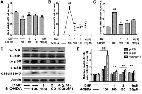 Dimethyl Fumarate Attenuates 6 Ohda Induced Neurotoxicity In Sh Sy5y