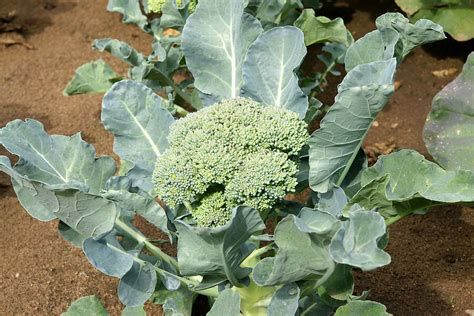 How To Grow Broccoli From Seeds Plant Instructions