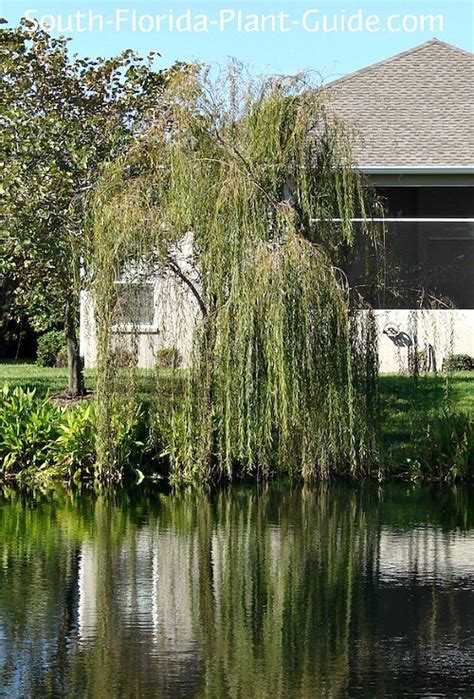 How To Grow And Care For A Weeping Willow Tree