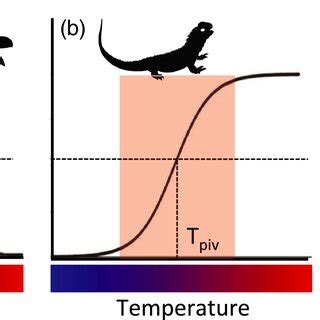 The Three Patterns Of Temperaturedependent Sex Determination A Type