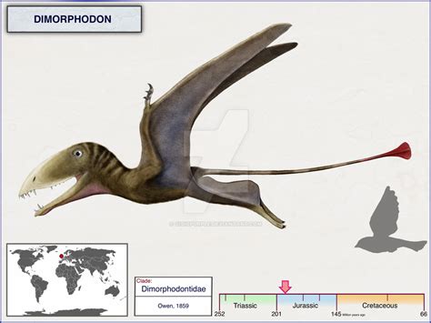 Dimorphodon By Cisiopurple On Deviantart