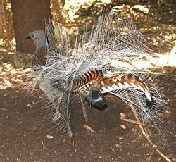 Lyrebird Facts for Kids