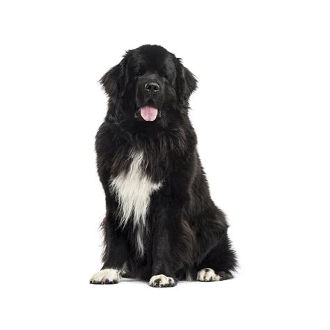 Newfoundland Breed Information And Insights Basepaws