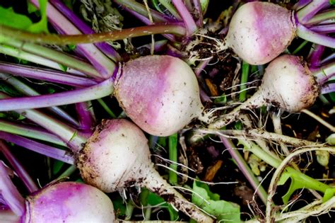 10 Root Vegetables You Can Successfully Grow