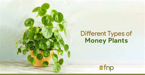 Different Types Of Money Plants Fnp