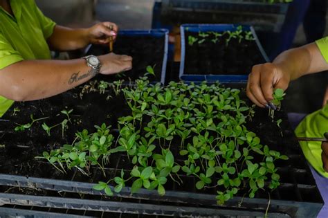 Mais Mil Rvores Ser O Plantadas Em Todo O Distrito Federal