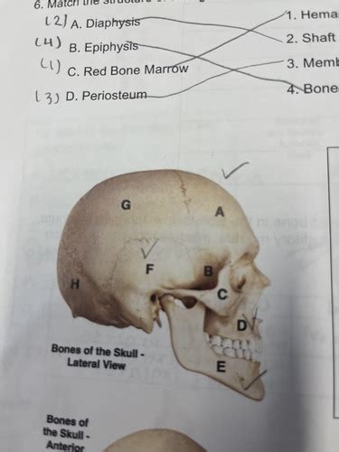 Skeletal System Flashcards Quizlet