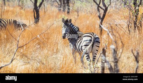 Photographed on safari in a South African game reserve Stock Photo - Alamy