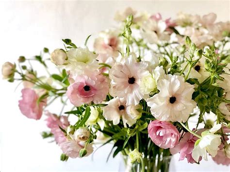Ranunculus Butterfly™ - Make Me Bloom