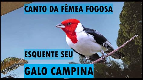 Canto Da FÊmea Galo Campina Fogosa Levanta Fogoesquenta Galo Campina