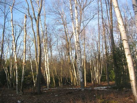 American White Birch Trees Nh Usa New England Home Pinterest