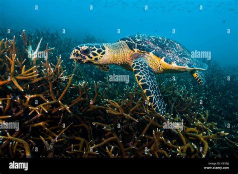 Hawksbille Sea Turtle In Malaysia Stock Photo Alamy