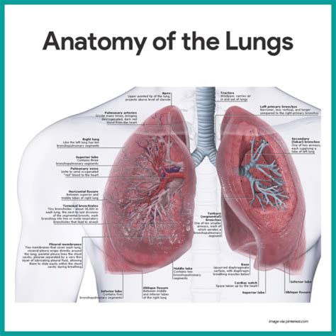 Respiratory System Anatomy and Physiology - Nurseslabs