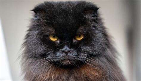 Le malattie dello Scottish Fold Longhair: le patologie comuni nella razza
