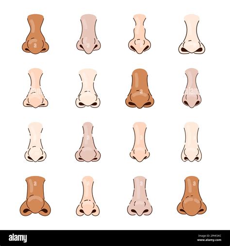 Different Human Noses Cartoon Illustration Set Stock Vector Image Art