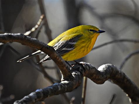 Parulidae Dendroica Pinus Pine Warbler Bird Parulidae Flickr