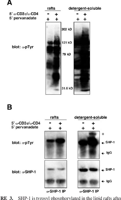 Figure 3 From Localization Of Src Homology 2 Domain Containing