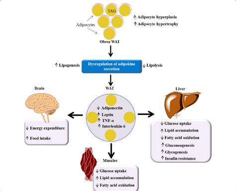 Impact Of Obesity On The Body S Homeostasis Obesity Causes Wat