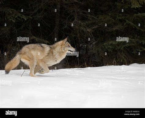 Wolf running through snow Stock Photo - Alamy