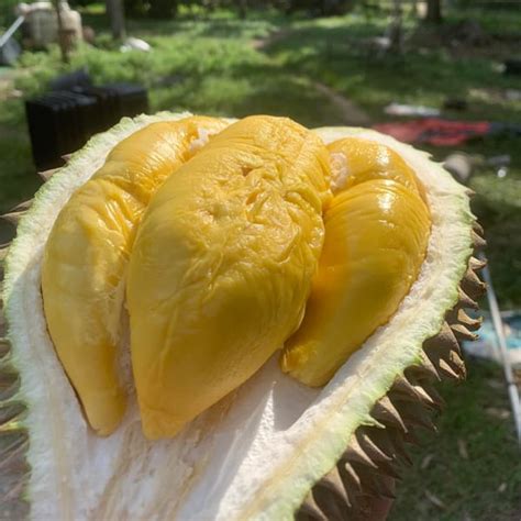 Durian Balik Pulau 2017 Ryan Glover