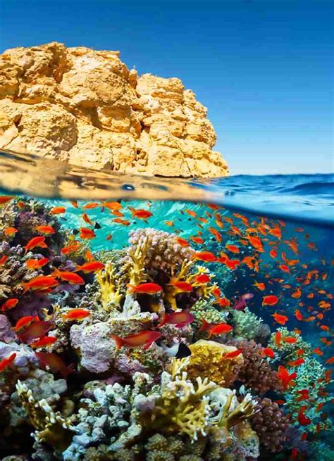 Morze Czerwone Wycieczki Red Sea World Travel