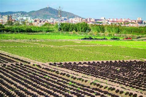 Descubre el Parc Agrari del Baix Llobregat El Pulso entre Ecología y