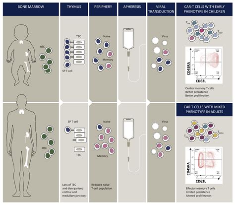 Early Phenotype Car T Cells For The Treatment Of Pediatric Cancers