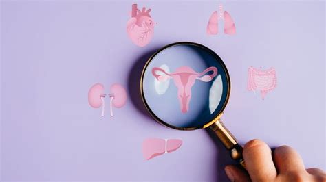 New Atlas” Of The Human Ovary A Step Towards Artificial Ovaries