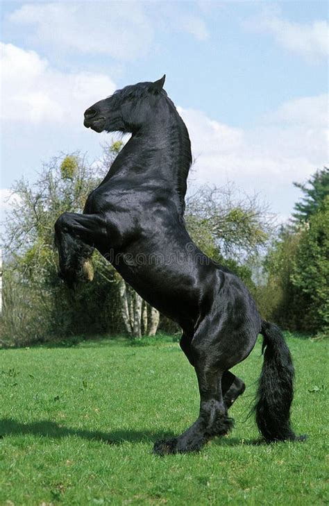 Two Legged Horse