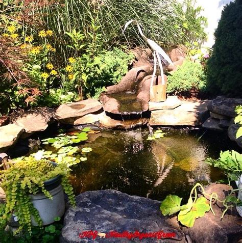 Fish Waste Fertilizer: we built a small pond to attract wildlife to the ...