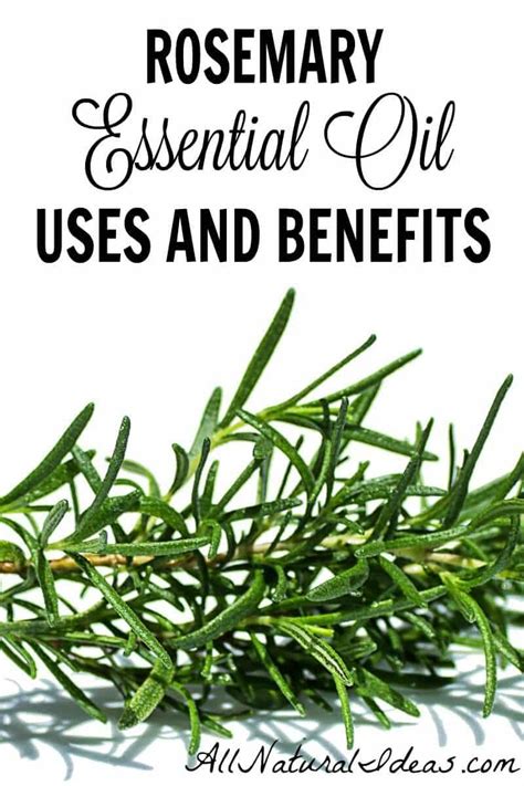 Rosemary Essential Oil Uses And Benefits All Natural Ideas