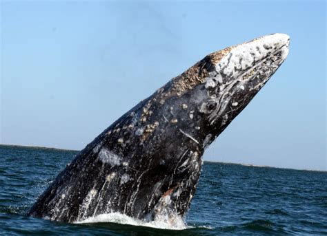 Gray Whales Laguna San Ignacio Ecosystem Science Program