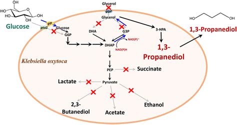 Systematic Metabolic Engineering Of Klebsiella Oxytoca For Production