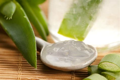 Aloe vera proprietà usi benefici e controindicazioni Magazine