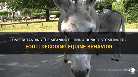 Understanding The Meaning Behind A Donkey Stomping Its Foot Decoding