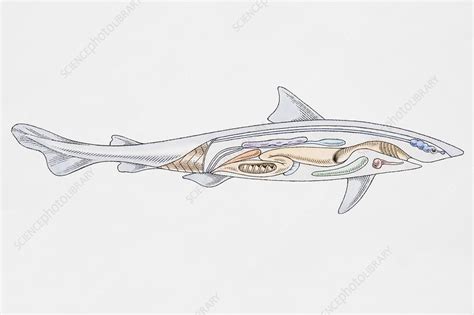 Shark Showing Internal Organs Illustration Stock Image C0518639