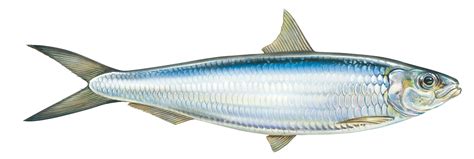 Frozen sardinella supplier for Asia, Africa & Europe - Ocean Spirit