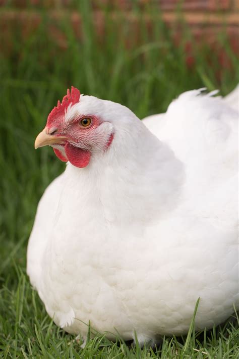 California White Chickens Productive Layers Without The Attitude