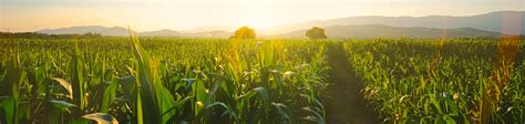 Biomass Feedstock