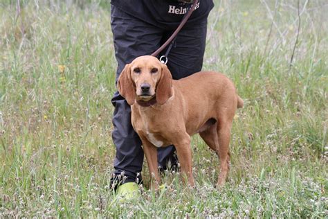 Cane Segugio Maremmano In Adozione A Bergamo Brescia Como Cremona Lecco