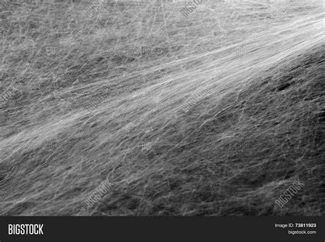 Spider Web Texture Image & Photo (Free Trial) | Bigstock