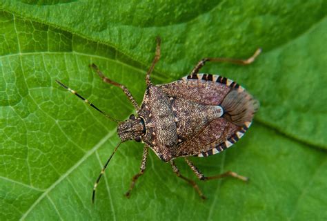 Common Insects In North Carolina