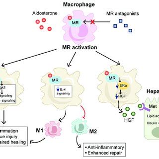 Role of mineralocorticoid receptor (MR) in the pathogenesis of... | Download Scientific Diagram