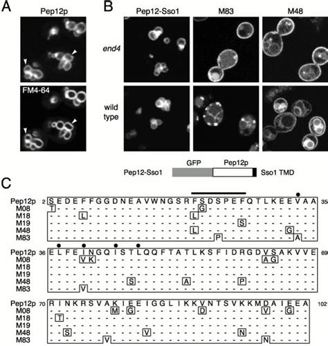 Mutations That Affect Targeting Of Pep P A Gfp Tagged Pep P Is On