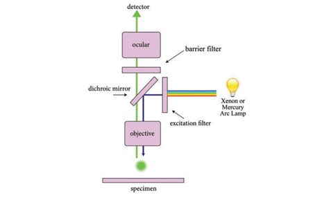 Fluorescence Microscope Principle Working Mechanism Applications