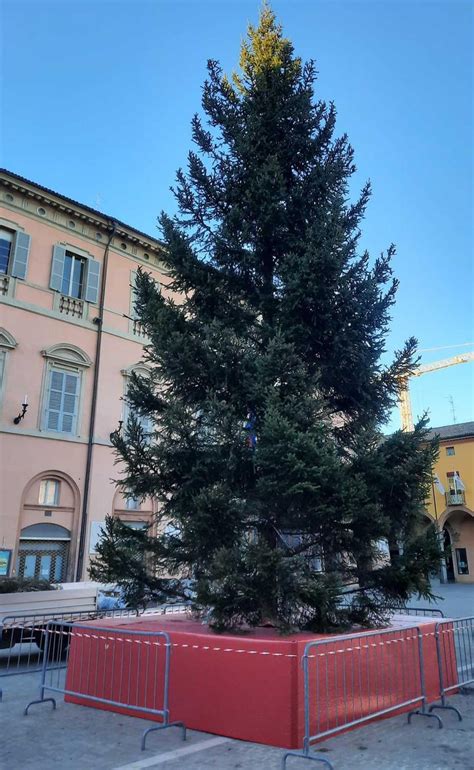 È arrivato lalbero di Natale In piazza svetta un abete rosso donato