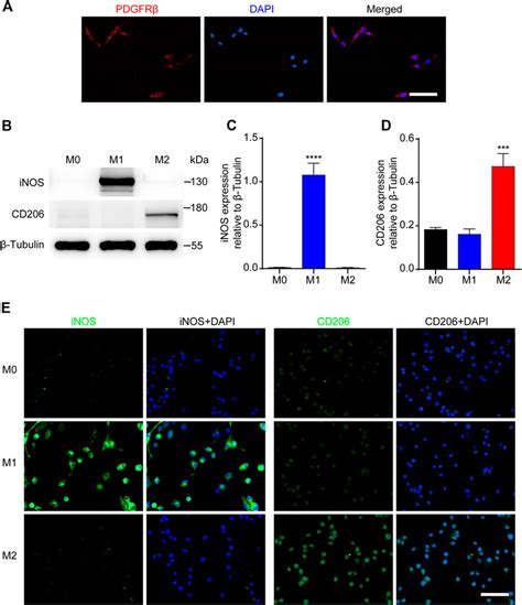 Frontiers M2 Macrophages Promote Pdgfrβ Pericytes Migration After