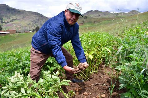 Santiago de Chuco mejoran producción de semilla de papa Yungay y