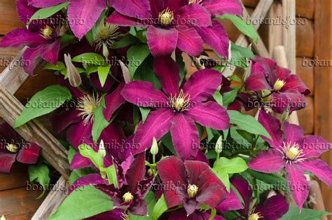 Image Clematis (Clematis Niobe) - 497182 - Images of Plants and Gardens ...
